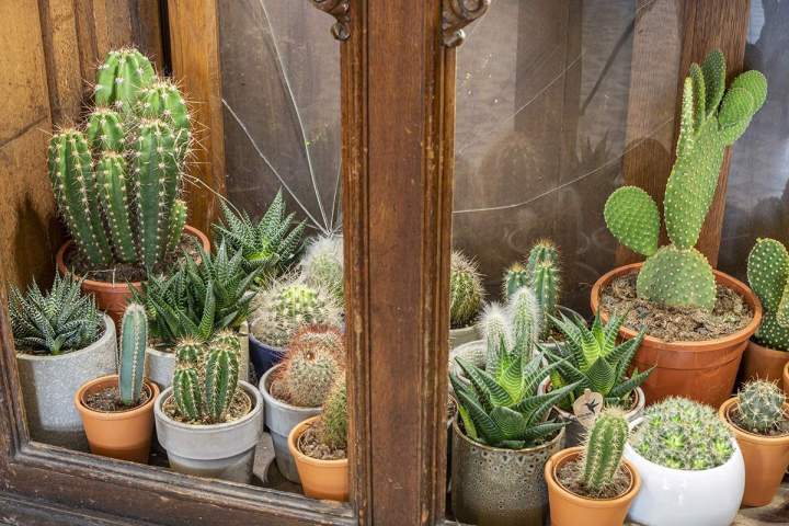 Vente de plantes d'intérieur Paris