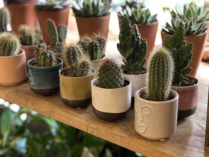 Plantes d'intérieur Paris