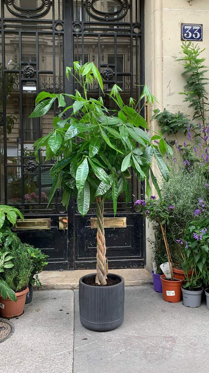 Vente de plantes d'intérieur Paris