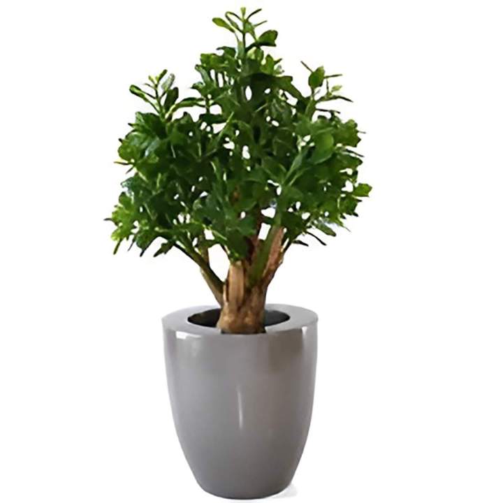 Vente de plantes d'intérieur Paris