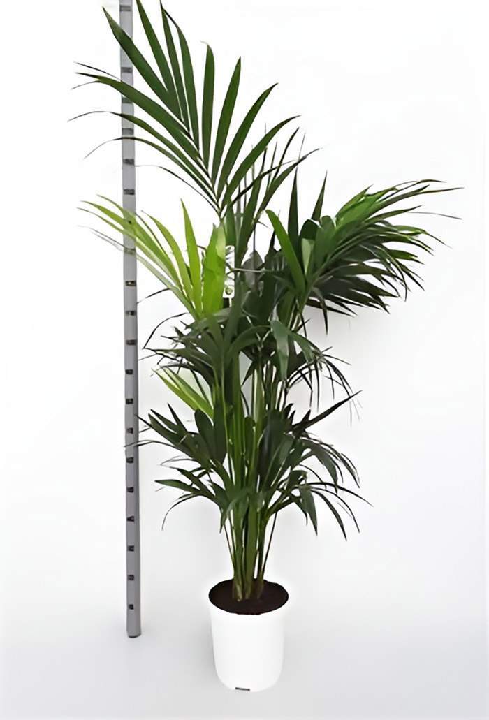 Vente de plantes d'intérieur Paris