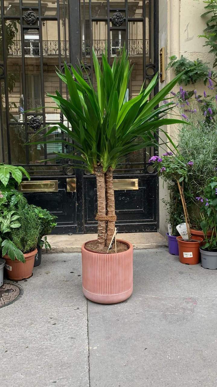 Vente de plantes d'intérieur Paris
