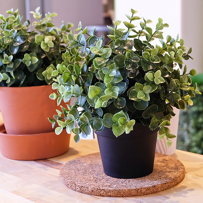 Vente de plantes intérieurs Paris 8